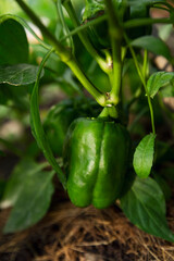 Green bell peppers in the garden. Harvest from nature. Vitamins and healthy food. Vertical.