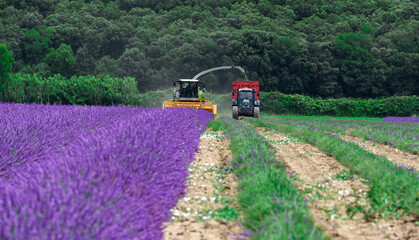 Field of lavender, Provance, France