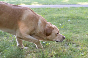 Young beautiful purebred labrador retriever playing outdoors.