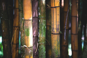 Bamboo Texture