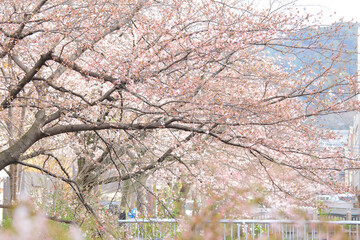 Sakura flower tree in Japan