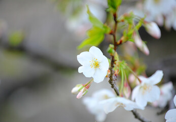 White sakura flower tree close up
