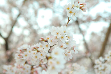 Beautiful sakura flower tree close up