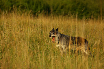 Fototapeta premium A north american wolf (Canis lupus) staying and laughing in the dry grass in front of the forest.