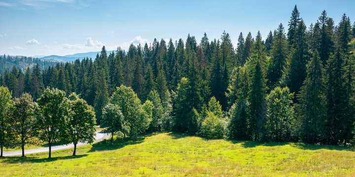 mountainous countryside in summer landscape. trees on the meadow along the road. coniferous forest on the hills. bright sunny forenoon scenery with clouds on the sky