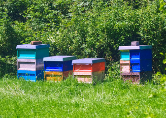 Colorful beehives with flying honey bees