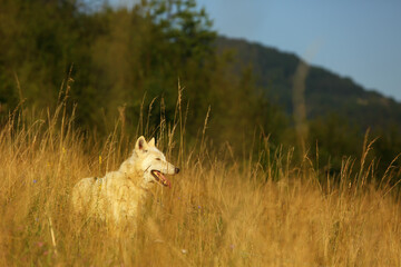 An Arctic Wolf (Canis lupus arctos) staying in dry grass in front of the forest.