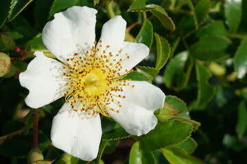 Fototapeta premium Closeup of wild white rose