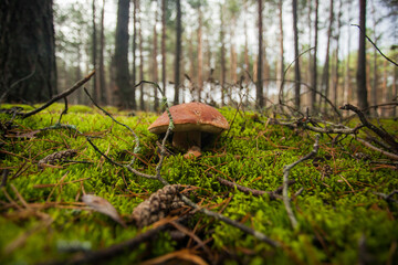 White mushroom grows in the forest among the grass and needles. A rare mushroom that can be used for food.