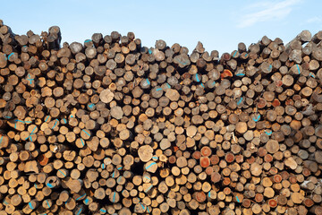 forestry logs stacked raw wood forest cut industry background