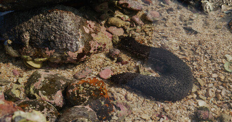 Sea cucumber inside the ocean