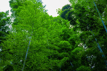 Beautiful bamboo forest at the traditional park daytime wide shot low angle