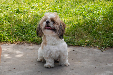 Face of Shih Tzu dog