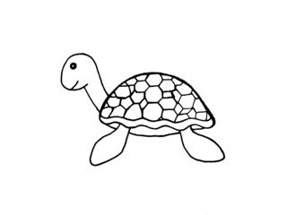 turtle