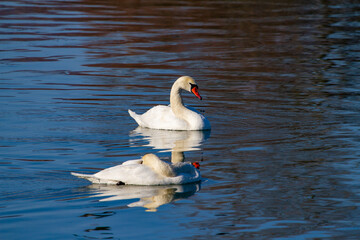 Swans on the Olt, Romania