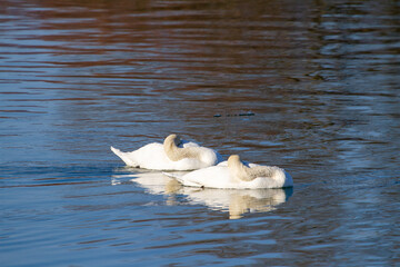 
Sleeping swans