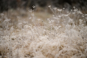 Close up of grass with ice, morning spring frosts, spring awakening.