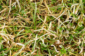 Close up of grass with ice, morning spring frosts, spring awakening.