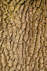 Texture from bark of a tree, vertical natural texture from bark of a young tree.