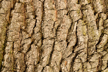 Texture from bark of a tree, vertical natural texture from bark of a young tree.