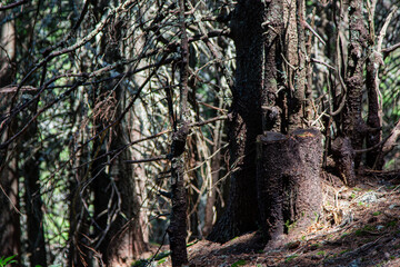 Trees