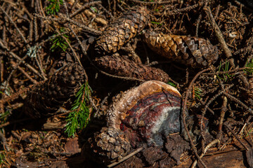 
pinecone