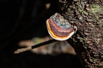 Tree mushrooms