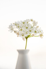nasturtium flowers
