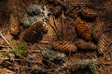 
pinecone