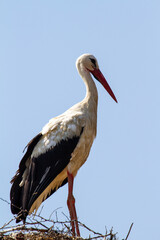 Storks