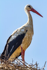 Fototapeta premium Stork in Christian, Romania