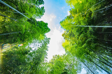 Beautiful bamboo forest at the traditional park daytime wide shot low angle