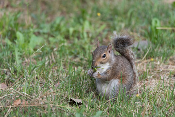 Naklejka na ściany i meble A North American gray squirrel eats sitting on a green lawn