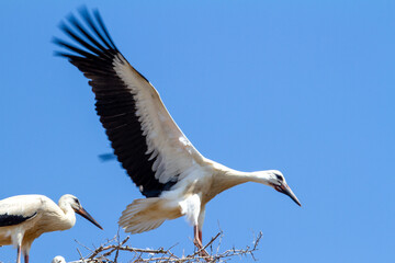 Young stork during flight exercises