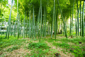 Beautiful bamboo forest at the traditional park daytime wide shot