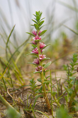 Sea milkwort (Lysimachia maritima or Glaux maritima), also known as Sea milkweed or Black saltwort, in the dunes
