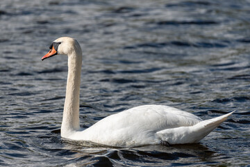 Höckerschwan,Cygnus olor