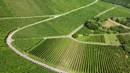 Weinberg in Stuttgart