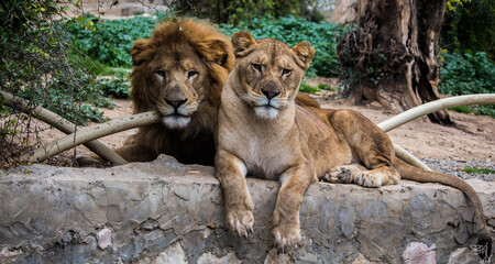 Lion et lionne 