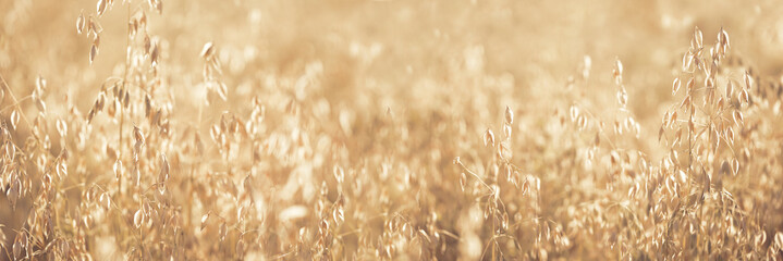 Oat florets on sunlit golden field full frame background. Summer or autumn grain crop season. Gluten. Wide banner monochrome