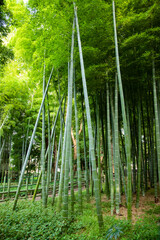 Plakat Beautiful bamboo forest at the traditional park daytime wide shot