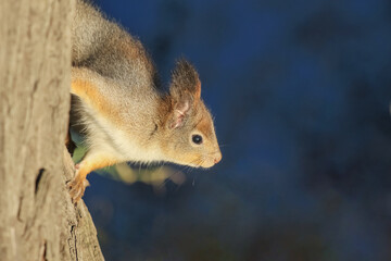 Red-haired, fluffy squirrel peeks out from behind a tree trunk in an autumn park