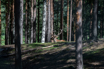 Obraz premium Deer in the woods 