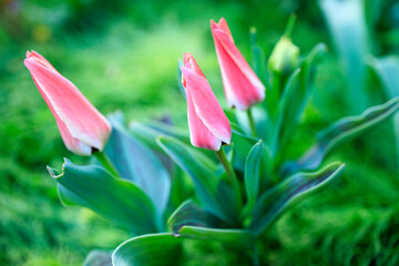 Two half-opened pink tulips in the garden on a spring morning.