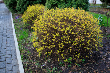 Trimmed bushes of spirea with yellow leaves on the background of thuja, landscape design, early spring