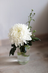 Large white chrysanthemum in a transparent glass vase, which stands on a table.