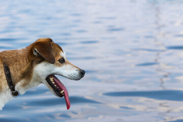 Portrait of a dog near a lake.