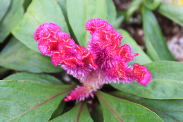 Closeup of a Celosia pink coral like flower