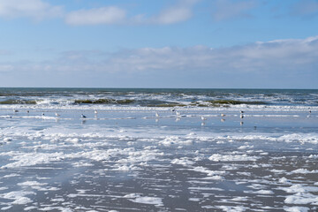 Seagulls and sandpipers walking along the waterline at the beach with sea and seafoam od spume