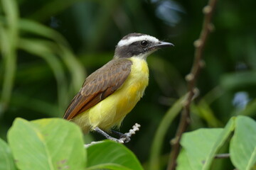 Rusty-margined Flycatcher (myiozetetes cayanensis), sitting alone on a power cable. Alter do Chão, Amazon region, Brazil.